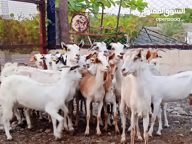salaly goats