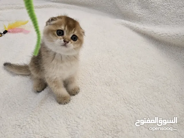 pure scottish fold golden kitten for sell healthy and playful