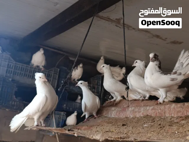 حمام زينه عرايس هنداويات رس واحد خوات الايف