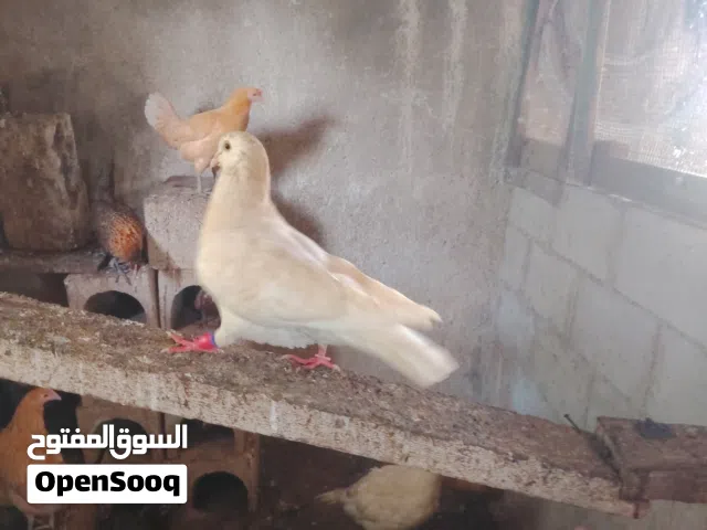 فحل حمام فرنسي ضخم جامبو... ماشاء الله