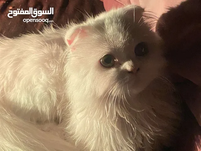 قطه صغيره للبيع سعر 66ريال عماني