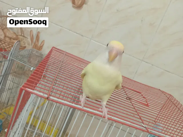 متوفر بركديلو للبيع بسعر 170د