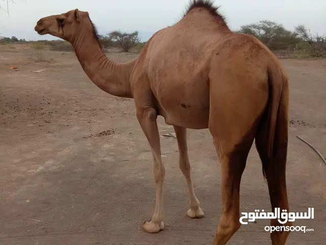 بكره حجه حمراء مزيون