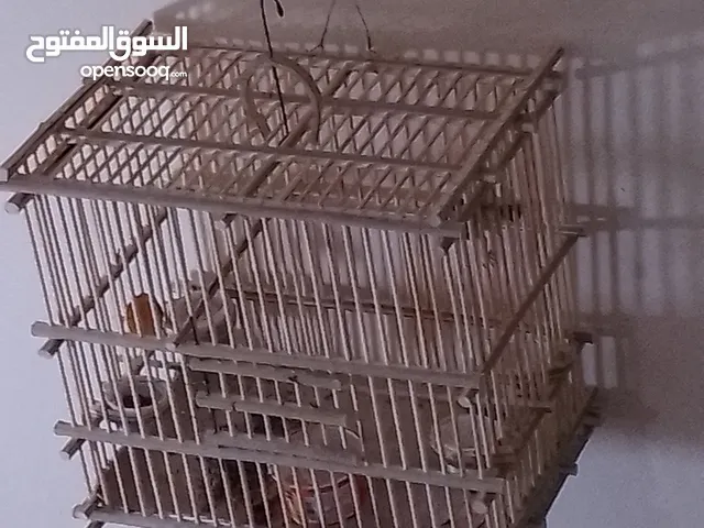 بلبل للبيع