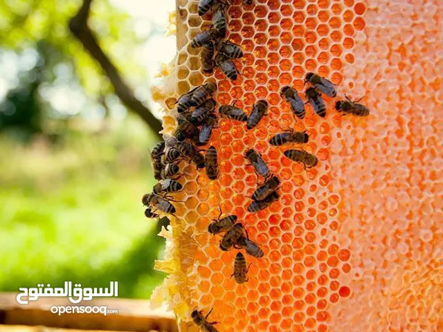 بيع عسل النحل الطبيعي