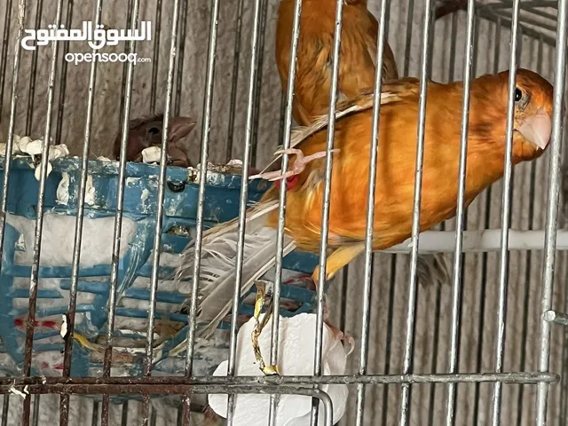 مخاليف كنار كرزي