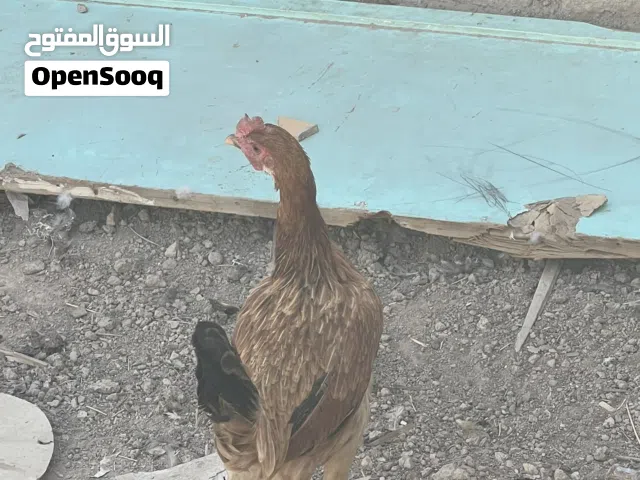 دجاج للبيع