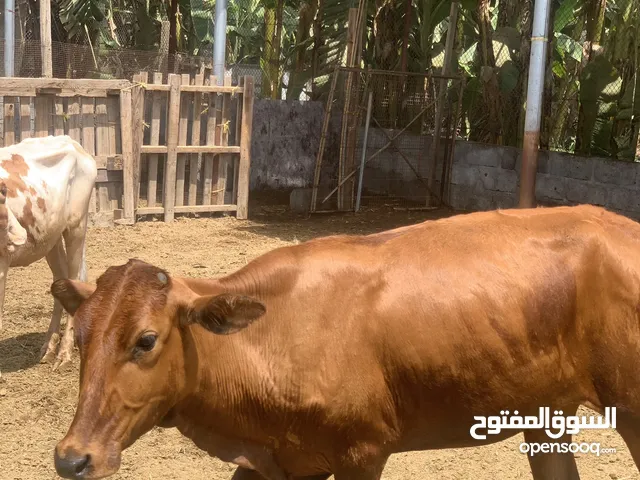 بقرة عمانية إنتاج المزرعة