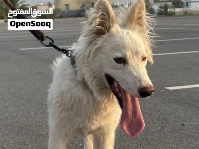 كلب هاسكي للحراسه وللزينه ولكل شي قابل للمبادله وقابل للتفاوض