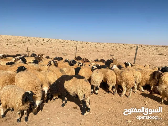 بيع اضاحي عيد جملة وقطاع