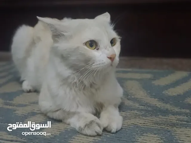 Lost cat /immediate SALE Male 2-3 years Freee price  Wadi kabir - behind garden