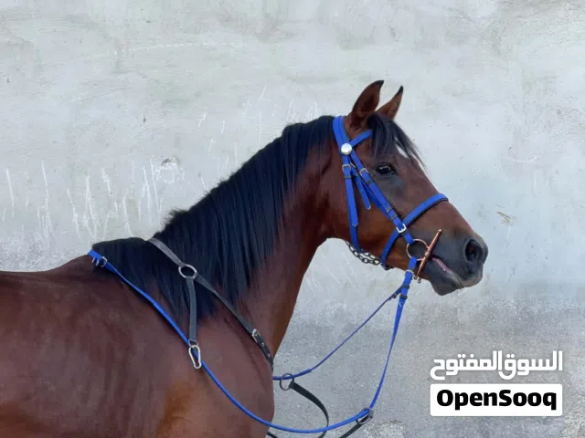 حصان للبيع عمره 4سنوات ساغ سلم