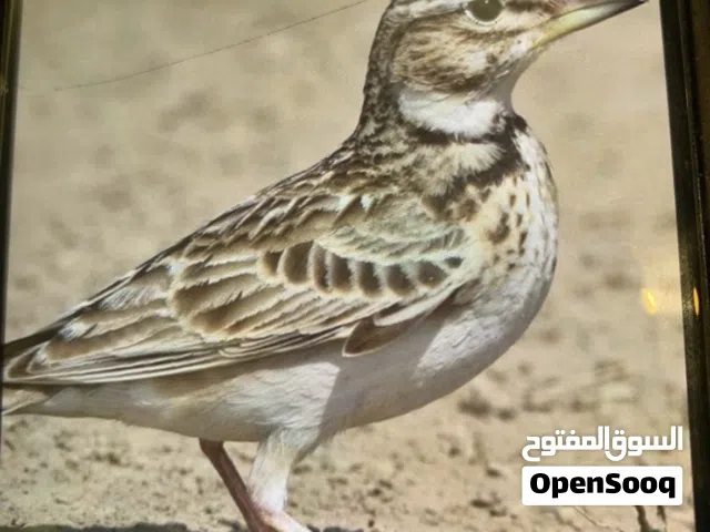 مطلوب طيور قطا / وترقه وقوبعه