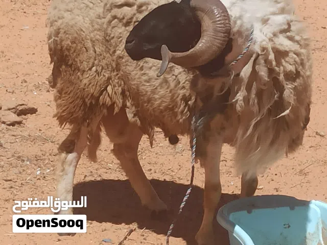 كبش ربي يبارك