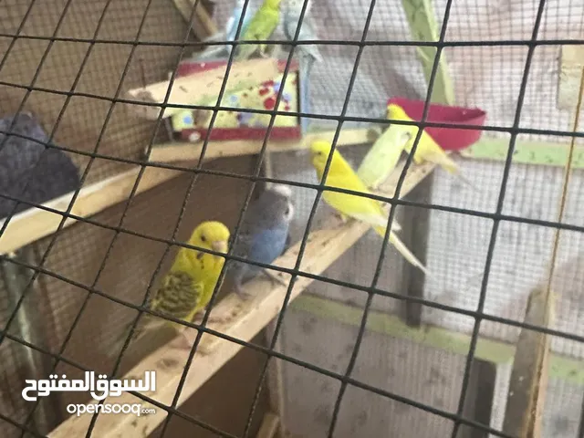 طيور حب للبيع مع القفص
