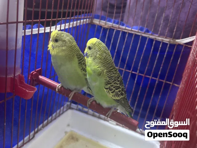 عصافير حب بادجي