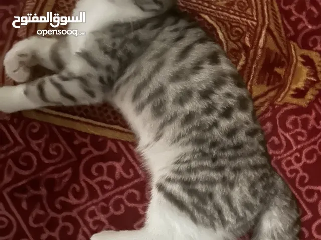 اريد قط للتزاوج