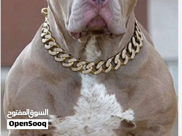 مطلوب جراوي بيتبول