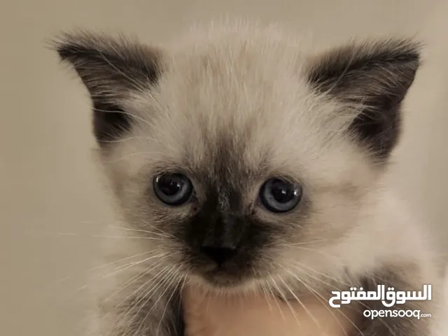 انثى عمرها شهرين سكوتش ستريت لون مميز حنونه ولعوبه