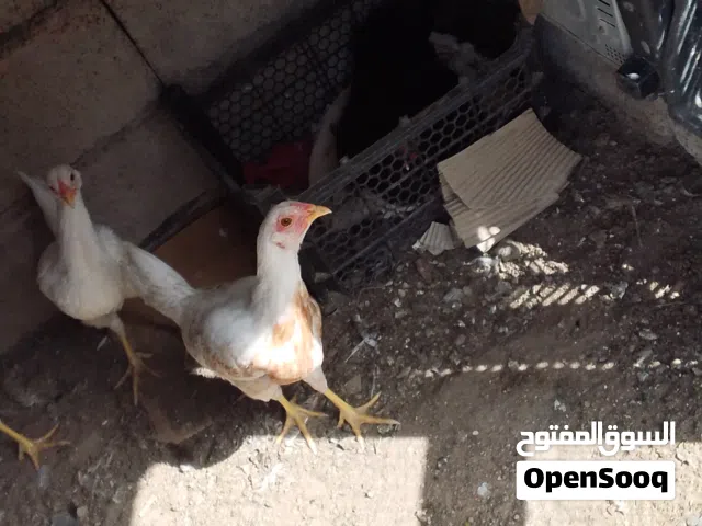 السلام عليكم دجاج للبيع ثلاثه عمر اربعه اشهر