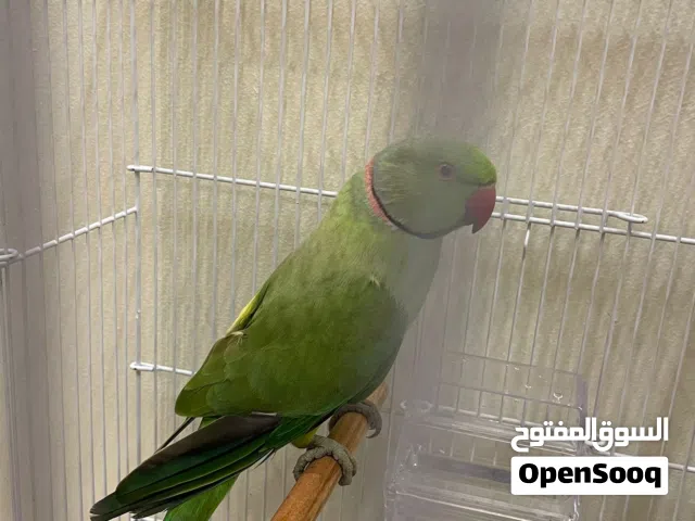 طير متو لبيع