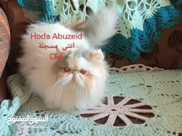 انثى للبيع بلو وايت فان منتجة ومسجلة cfa