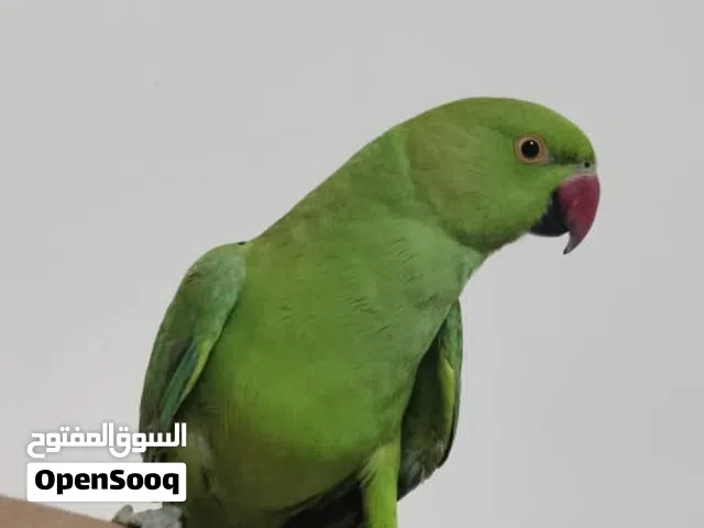 بغبغاء  اليف