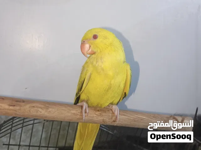 ببغاء درة هندي لوتينو اصفر