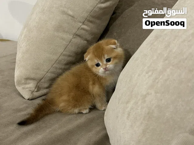 للبيع كتن سكوتش فولد قولد بيور
