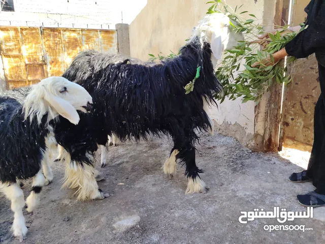 خروف عوسي اصلي