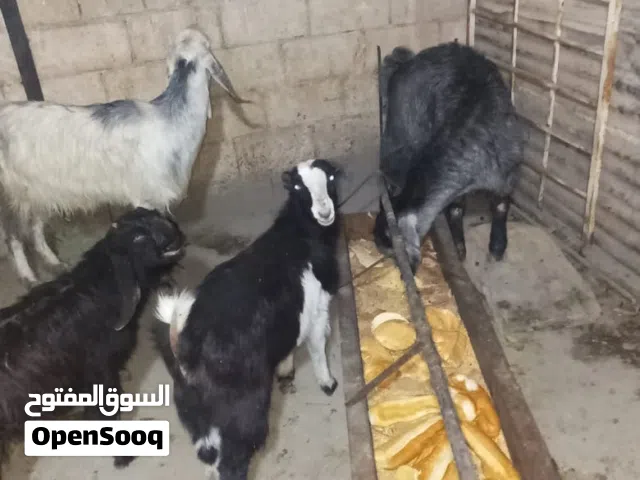 عنز عشار لبيع وسخله وجدي