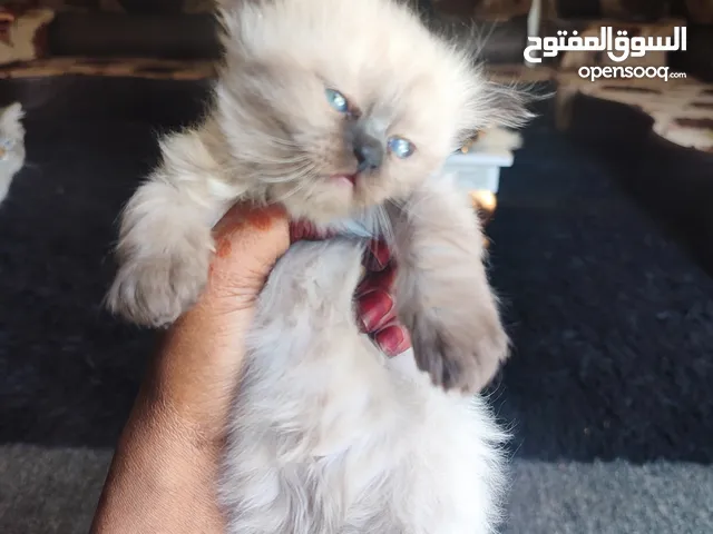 ققط همالايا شوكلت