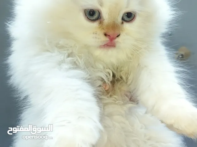 قطط للبيع منزليه