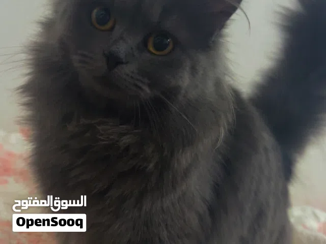 انثا عمره 6شهور لون رصاصي اليف كلش
