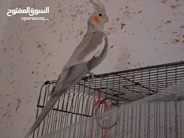طيره جاهزه وحطت بطن سبب البيع طيران الفحل