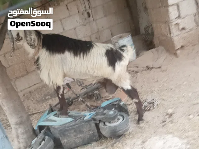 عنز جمع عاليه وجهمه وراها سخله