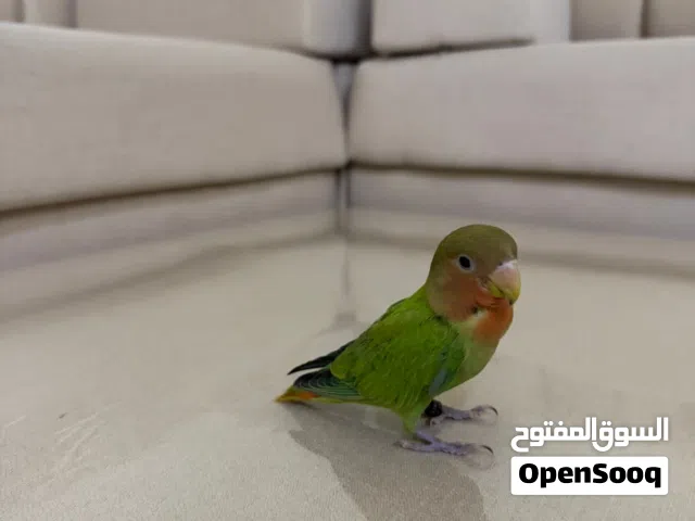 طير روز الوصف مهم