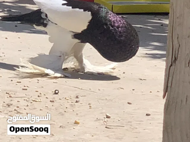 جوز نفاخ ربي يبارك بإذن الله معش الشراي منقصروش