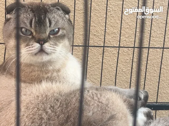 قطط ذكر مع اكسورات وبيت واكل وتراب وعطور وشامبو