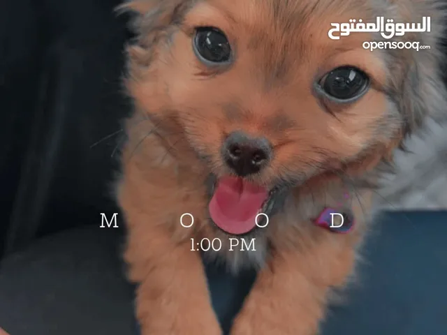 تلاته كلاب تشيواوه للبيع