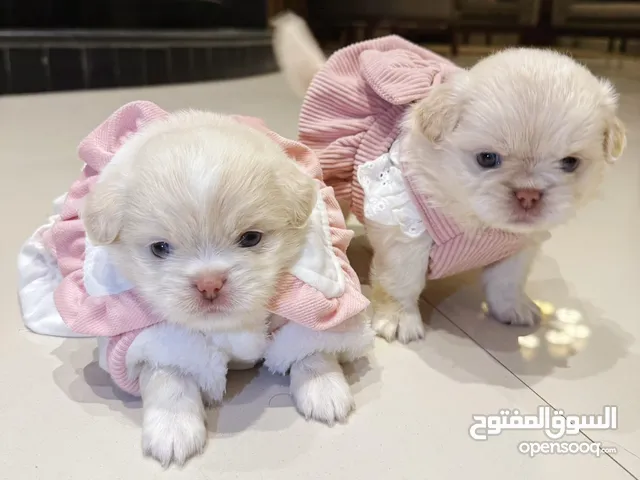 جراوي ميني هافانيز 30 يوم