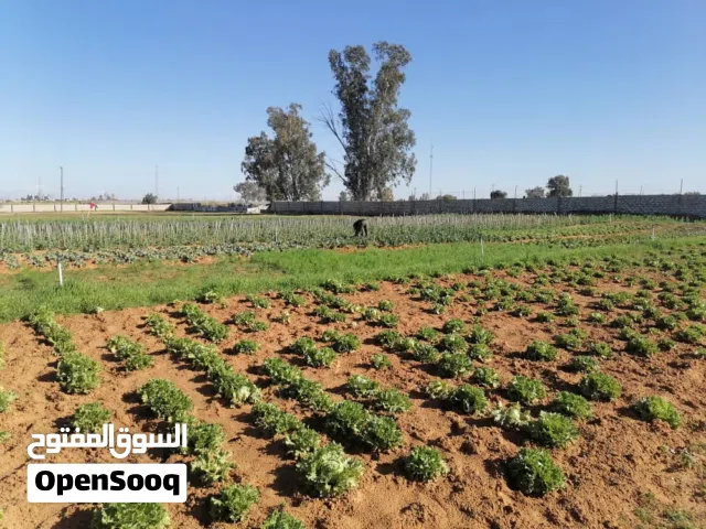 ارض مساحته 300متى واجهة واحدة فى وادى الربيع خالف جهاز النهر الصناعي