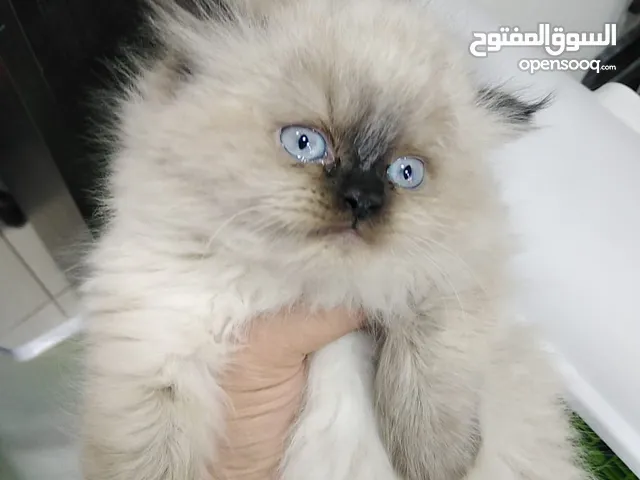 هملايا بيور