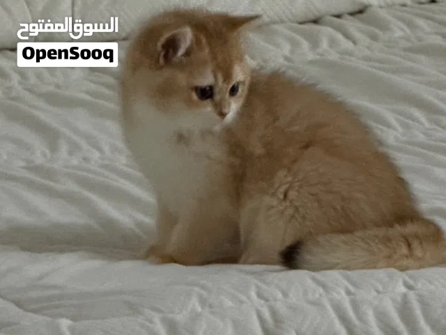 قطوه للبيع 1500 معه كل شي