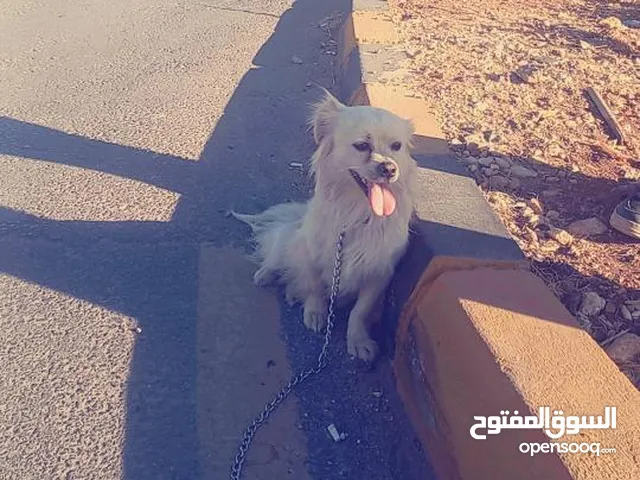 كلب لولو فوكس للبيع اليف