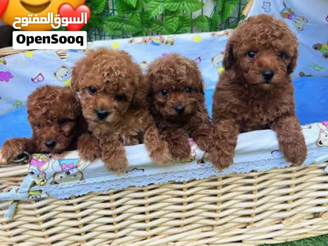 ابغي توي بودل الي عنده يكلمني باربع الاف red toy poodle i need for 4k