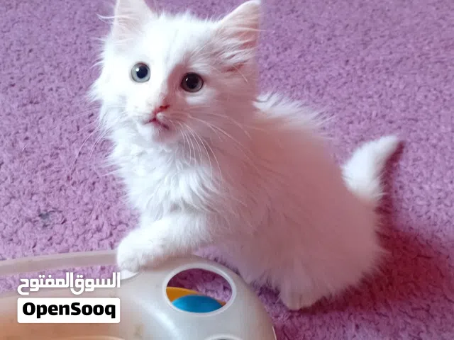 ايناث عمر شهرين
