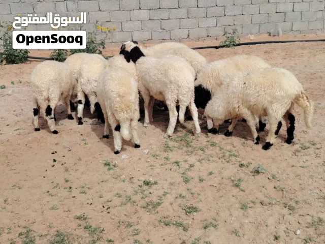 خرفان وفطايم