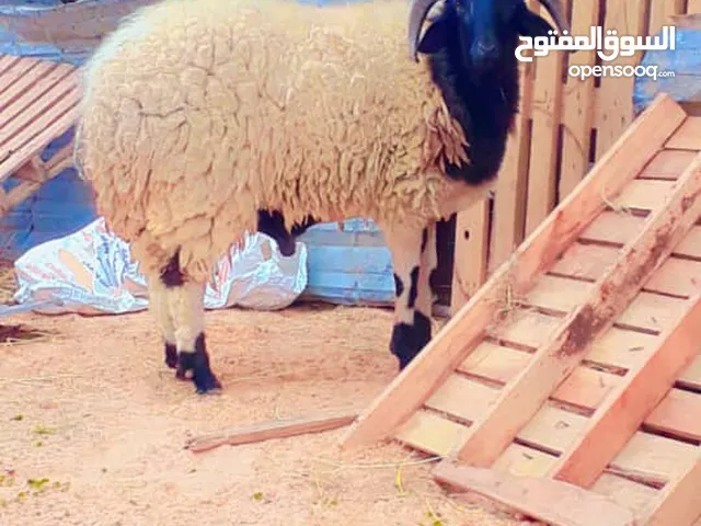 خروف مش مبدل في عين زاره