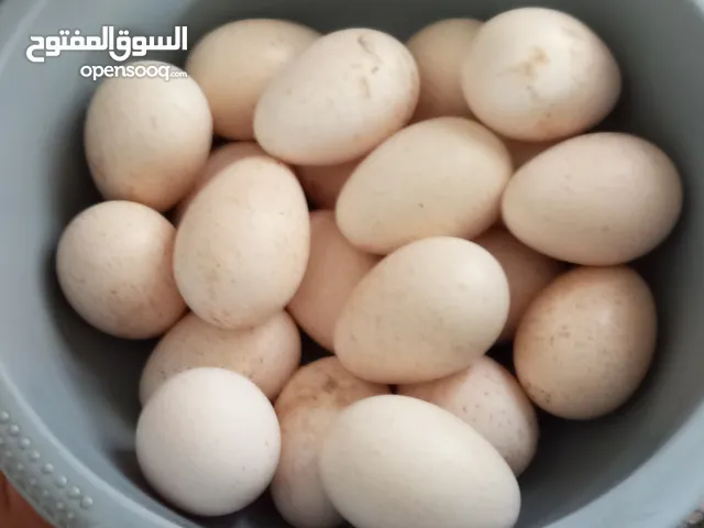 يوجد بيض حبش للبيع بيض مائدة